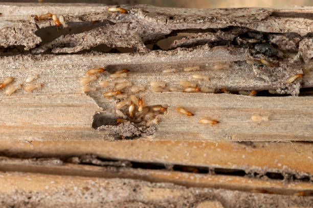 Best Pest Control Near Me  in Pomona, KS